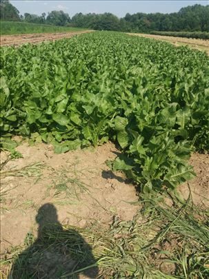 Ren i reznice rena na prodaju od septembra 