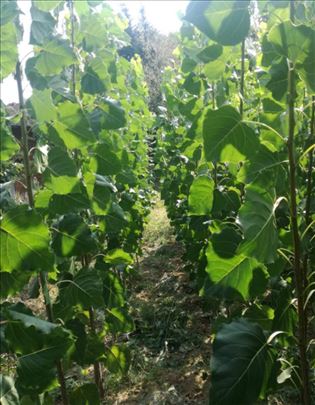 Sadnice kanadske topole, topola kanadska