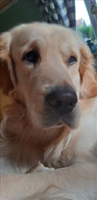 Zlatni retriver traži ženku za parenje