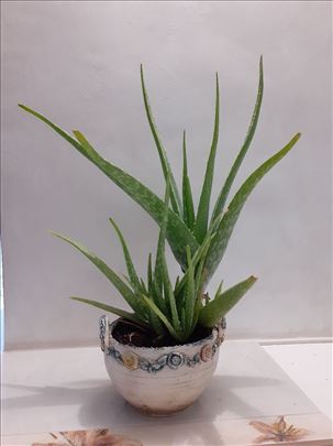 Organska Aloe Vera  Ciliaris