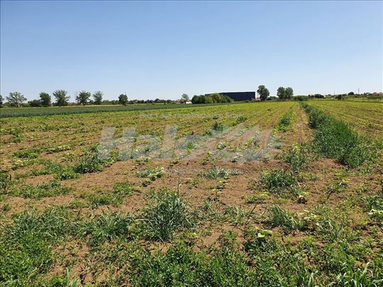 Gradjevinsko zemljiste 1 hektar Dobanovci