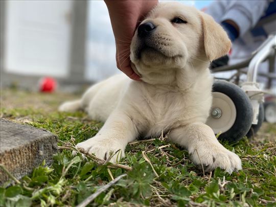 Labrador retriver, spreman za parenje