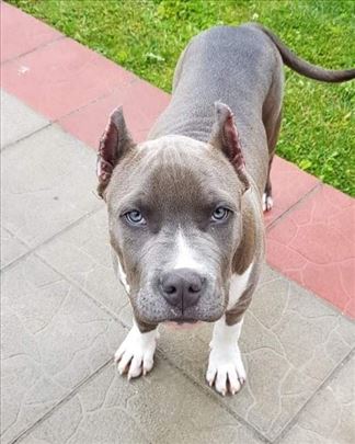 Izgubljen Staford u Kragujevcu