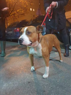 Američki stafordski terijer, mlad pas