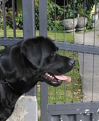 Labrador retriver, odrastao pas