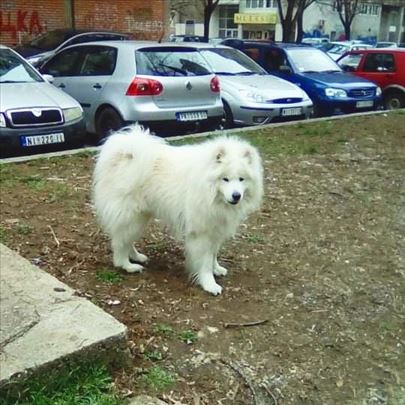 Samojed traži ženku za parenje