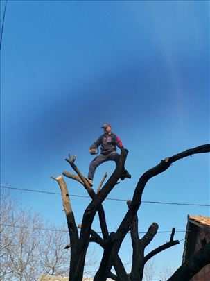 Uređivanje dvorišta i seča stabala