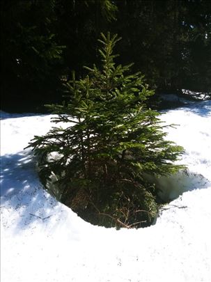 Akcija sadnica cetinara sa Zlatara 