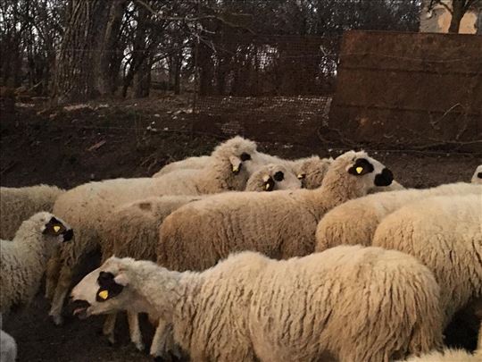 Sjenicke ovce, dviske i jagnjad