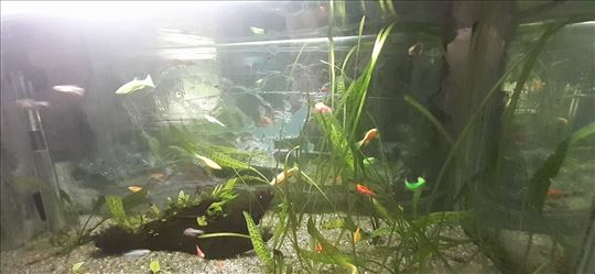 Akvarijumske ribice - preko 30 vrsta