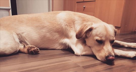 Labrador retriver, odrastao pas