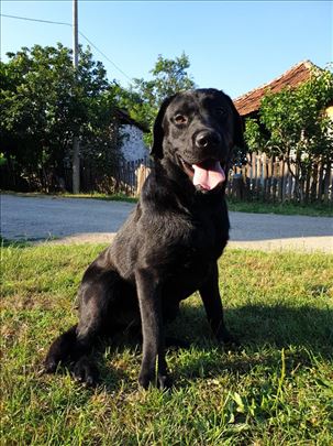 Labrador retriver slobodan za parenje