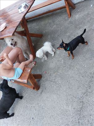 Čuvanje kućnih ljubimaca