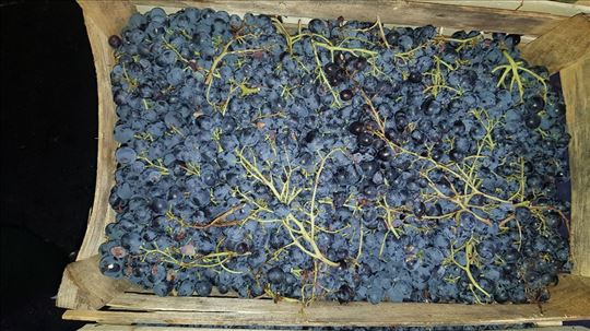 Vinsko grožđe