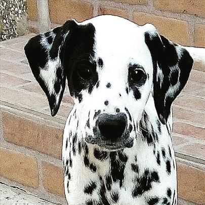 Dalmatinski pas , štene