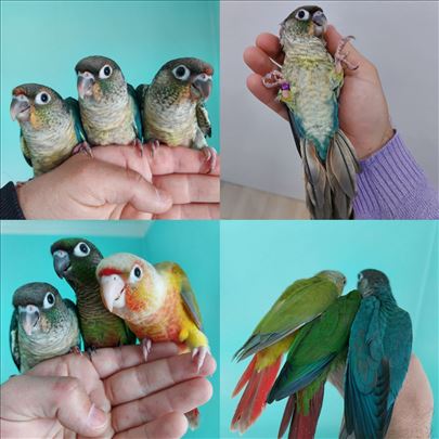 Pitomi papagaji za decu i odrasle