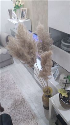 Prodajem pampas travu