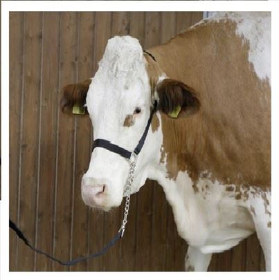 Kaiš sa lancem za vođenje krava bikova