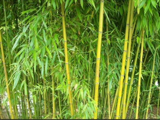 Sadnice Bambusa