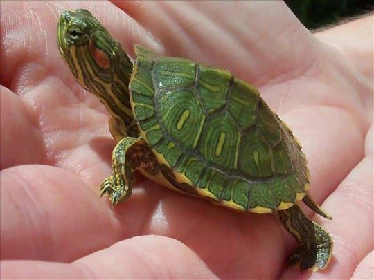 Terarijumske kornjace