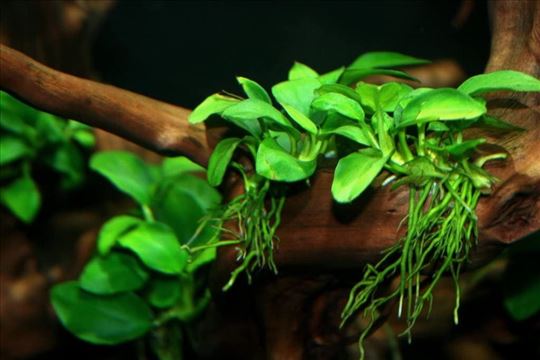 Akvarijumska biljka - Anubia nana