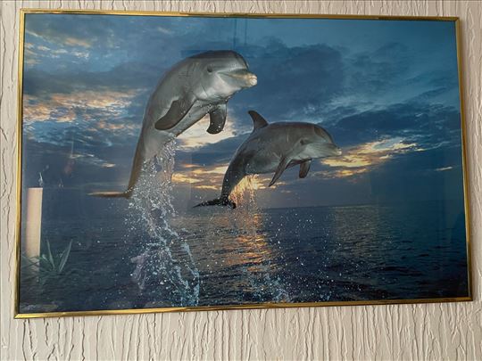 slika delfini 