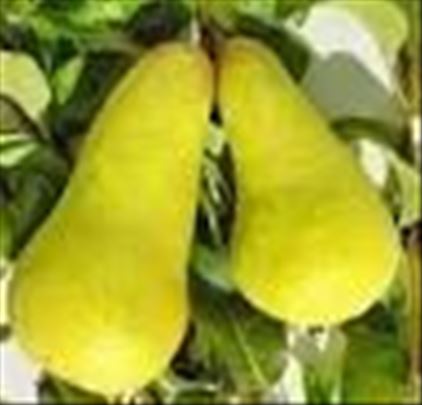 Akcija - voćne sadnice od proizvodjača