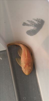Ribica Ancistrus albino 7cm