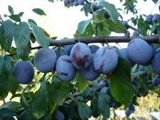 Voćne sadnice od proizvođača - povoljno!