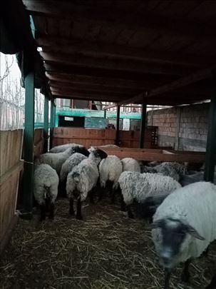 Safolk ovce na prodaju 
