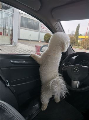 Kovrdžavi bišon, mlad pas
