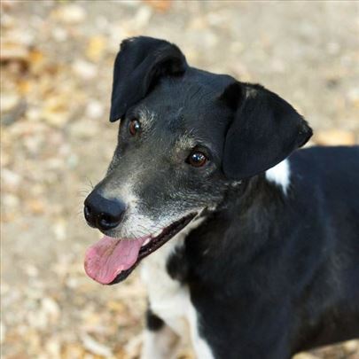 Riki traži da se skući