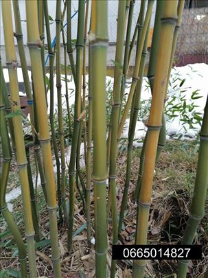 Sadnice bambusa