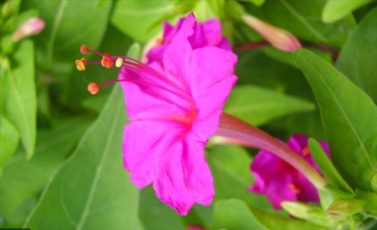 Mirabilis jalapa - Nocurak u roze boji