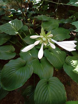 Hosta