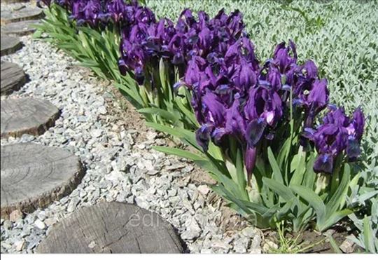 Iris pumila plavi