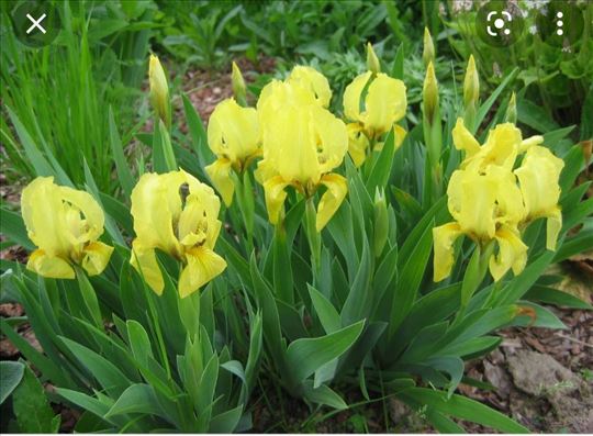 Iris pumila žuti