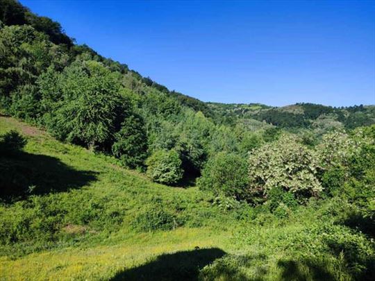 Trudelj Šumadija na dlanu