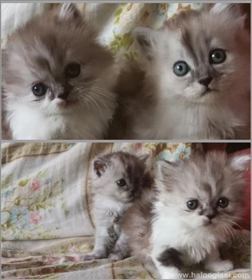 Persijski mačići