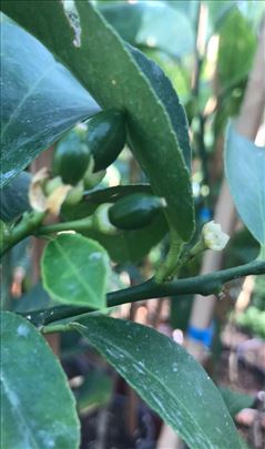 Limun - kumqvat - mandarina - narandža