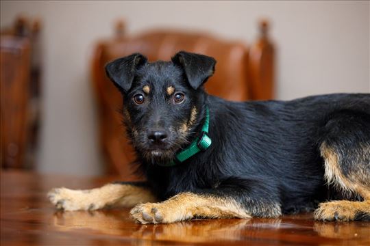 Hugo, slatki mali drugar, traži dom! 