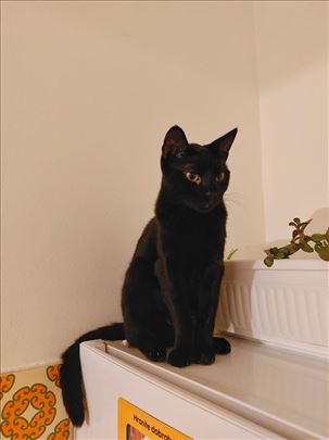 Crna mačka traži dom