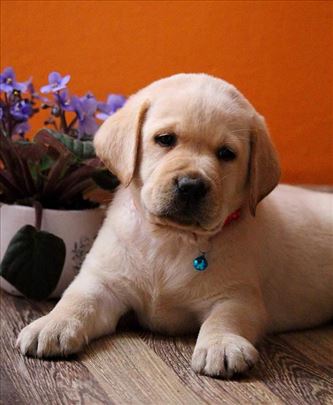 Labrador retriver, štene