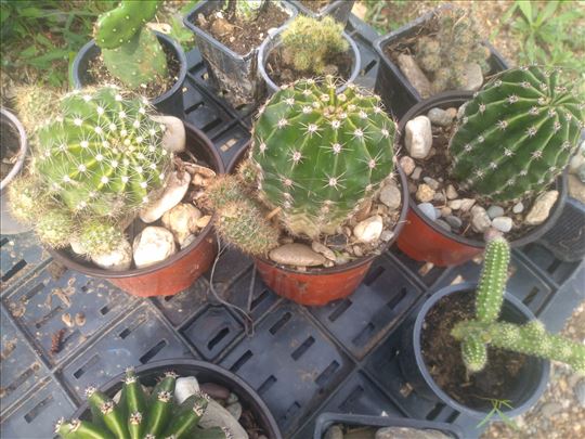 Kaktusi više vrsta dogovor 