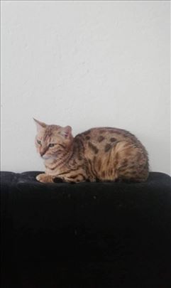 Bengalska , mlada mačka