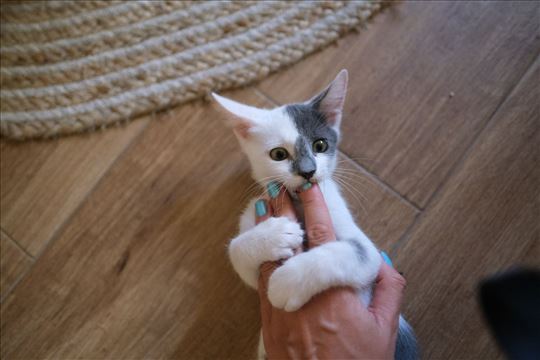 Mače traži dom - Šareni sivo beli mačak 