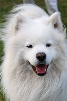 Samojed za parenje