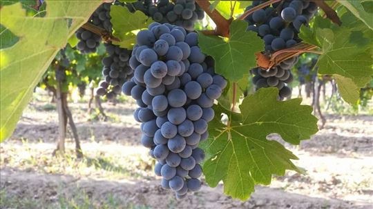 Vinsko grožđe na prodaju 