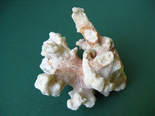 Beli Koral stara debela grana