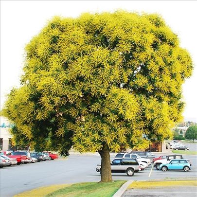 Koelreuteria paniculata-Kelreutarija(Lampion drvo)